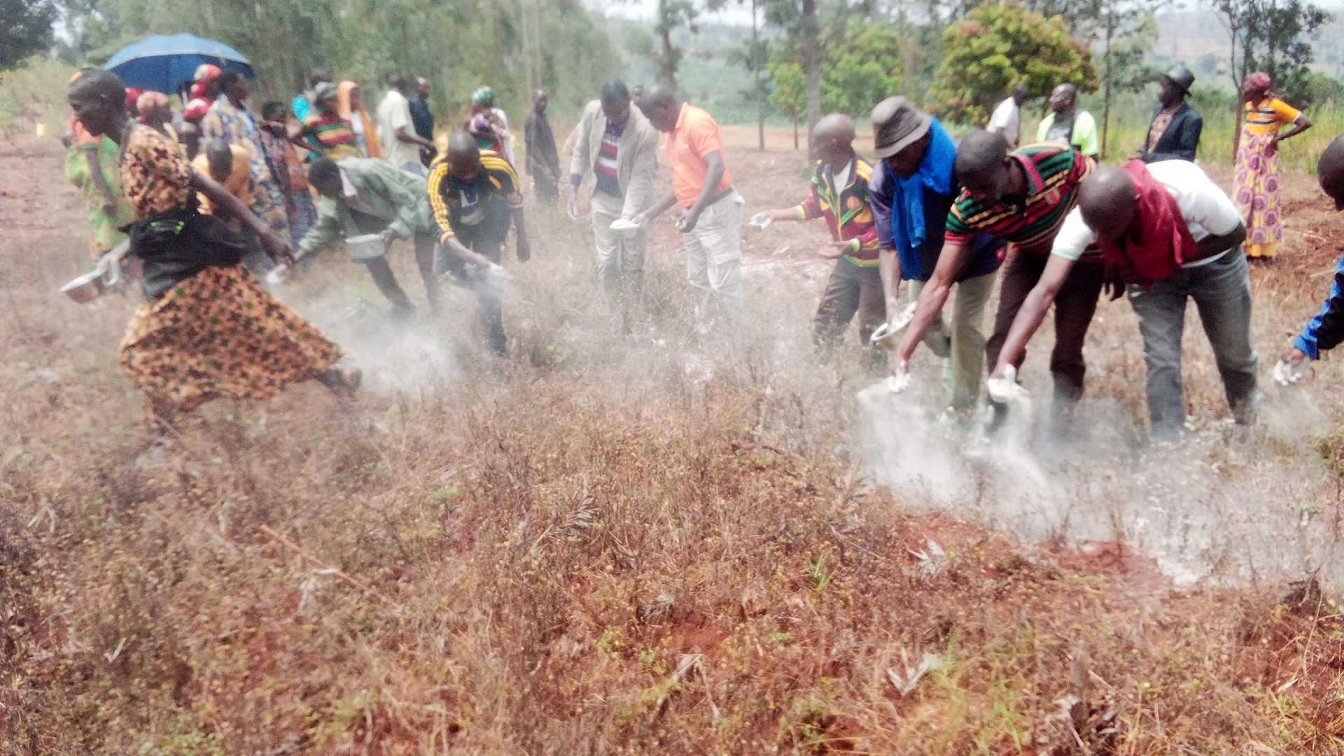 Appliquons de la dolomie pour la restauration de la fertilité des sols agricoles au Burundi.