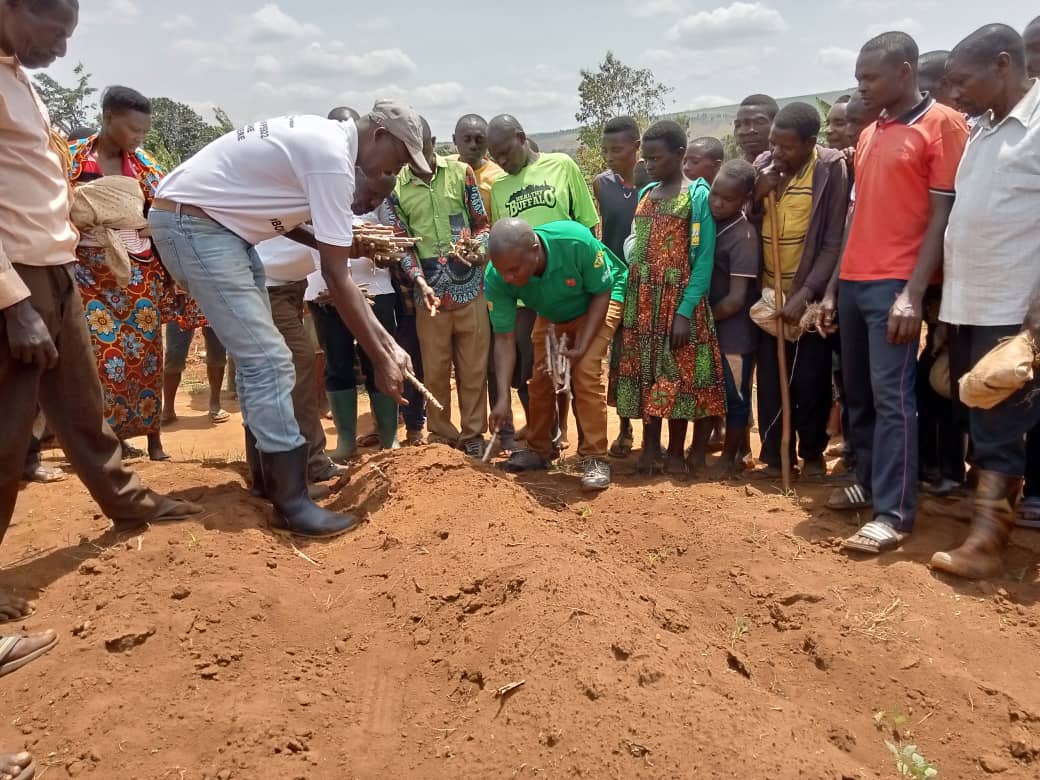Démonstration de plantation du manioc