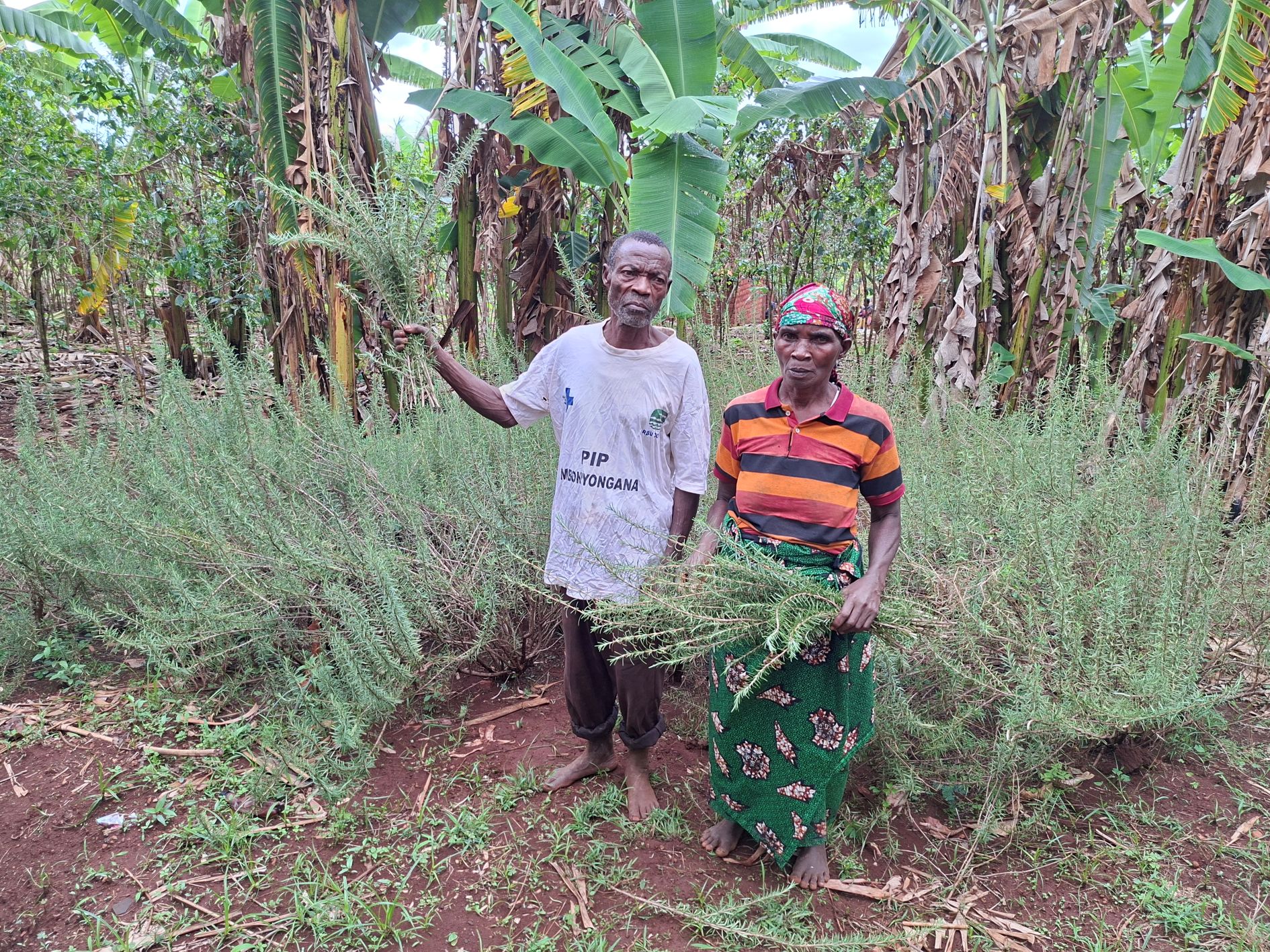 culture de plantes médicinales red