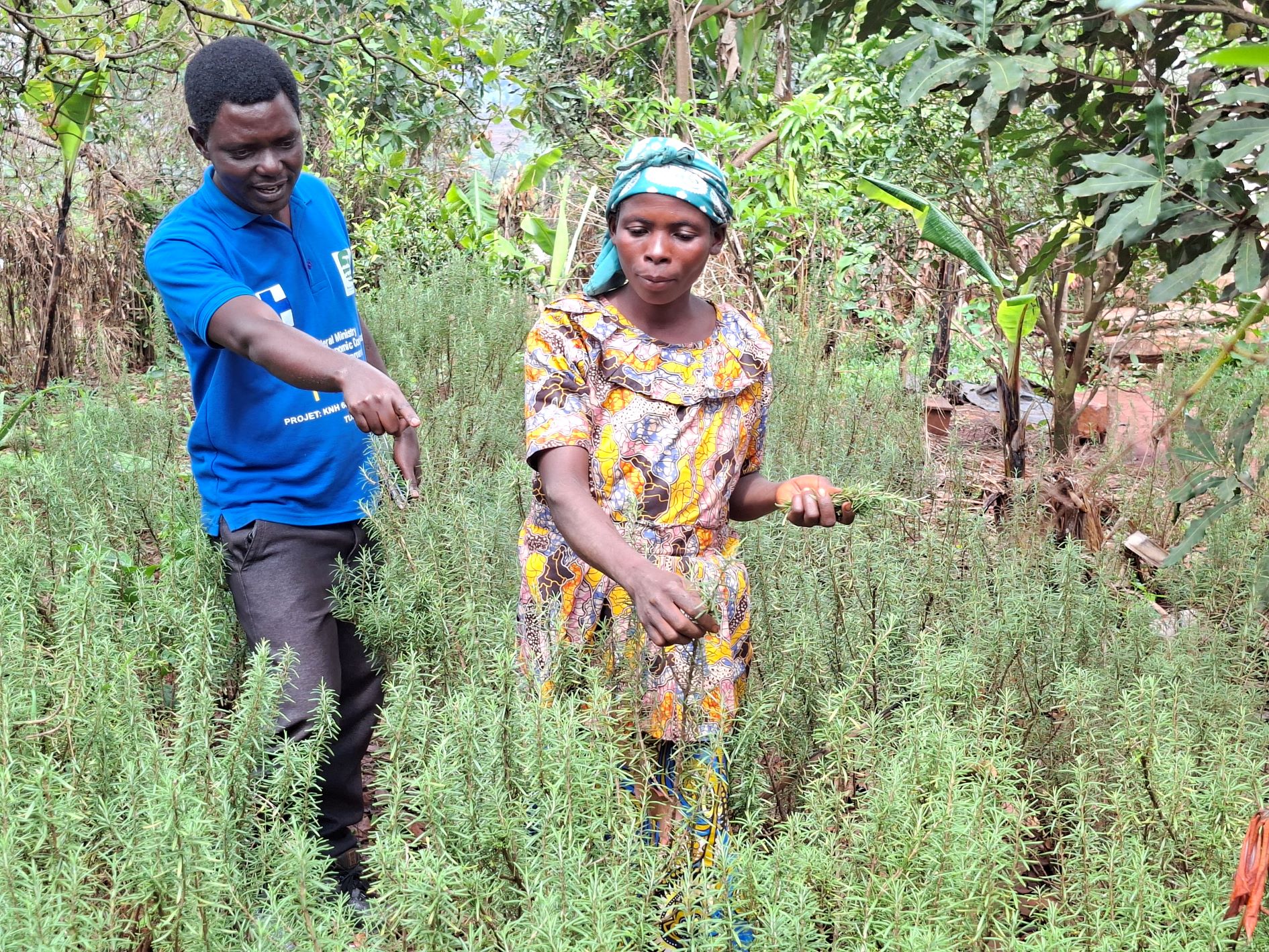 La culture des plantes médicinales pour un équilibre nutritionnel et sanitaire dans les ménages à Nyabikere.